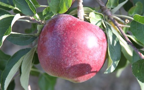 A ripe William's Pride apple