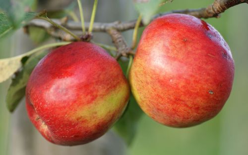 A ripe Crimson Crisp apple
