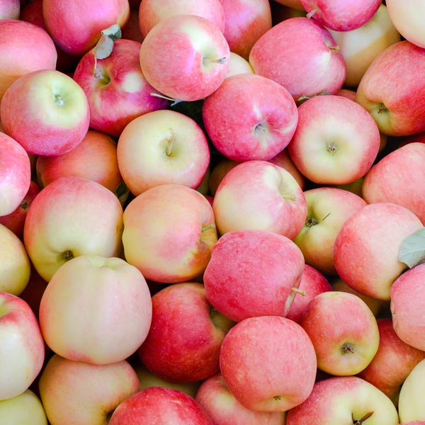 A ripe Ambrosia apple