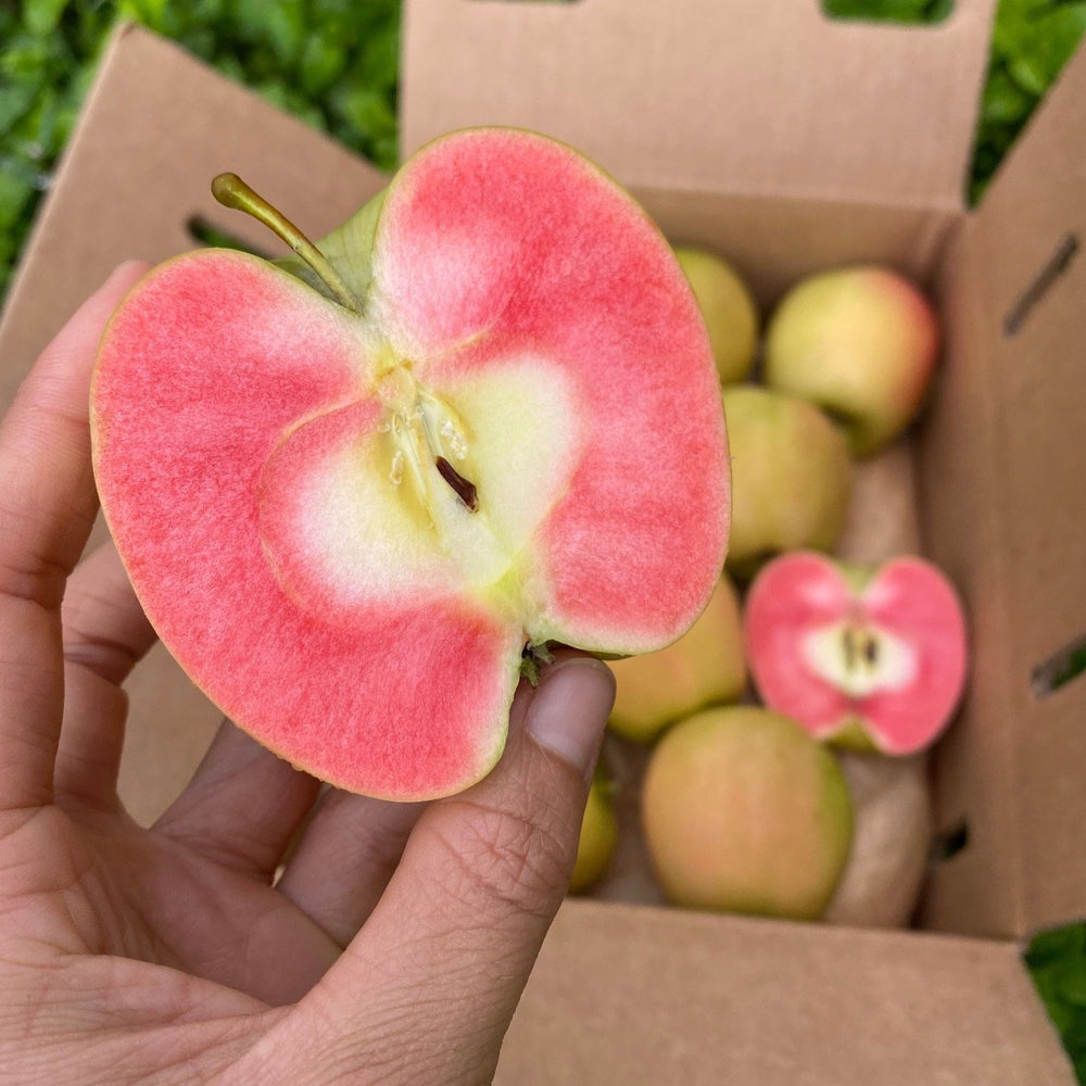 A ripe Hidden Rose apple