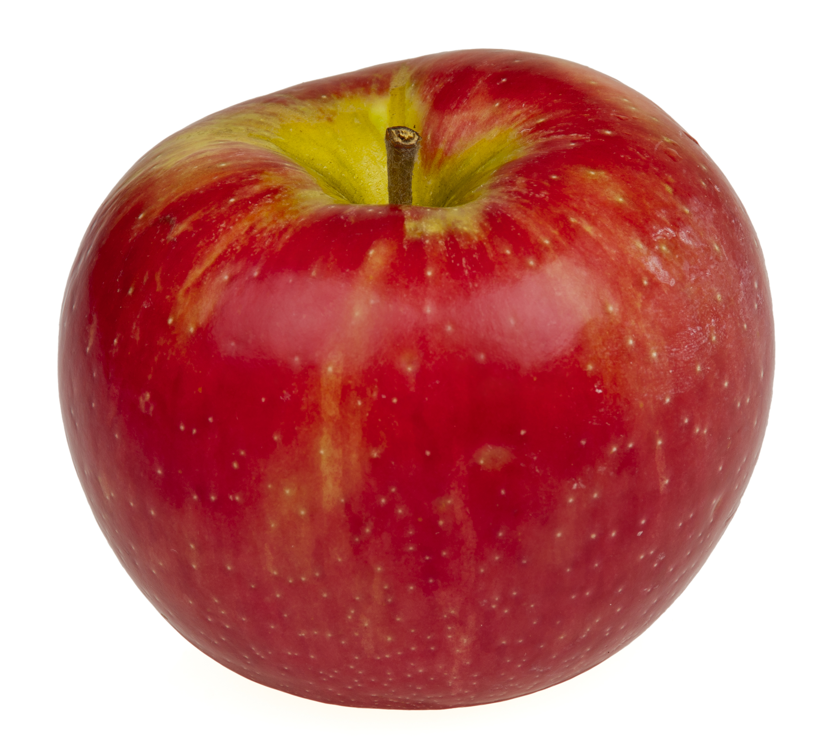 A ripe Honeycrisp apple