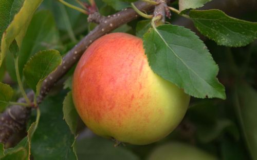 A ripe Gala apple