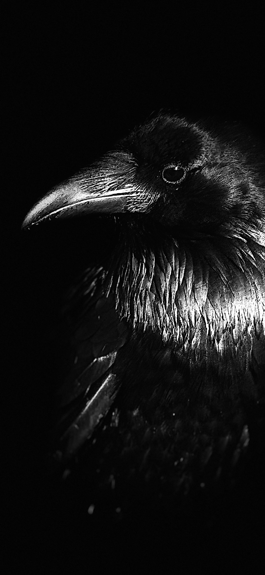 Profile in Obsidian by Suzanne Ramsey