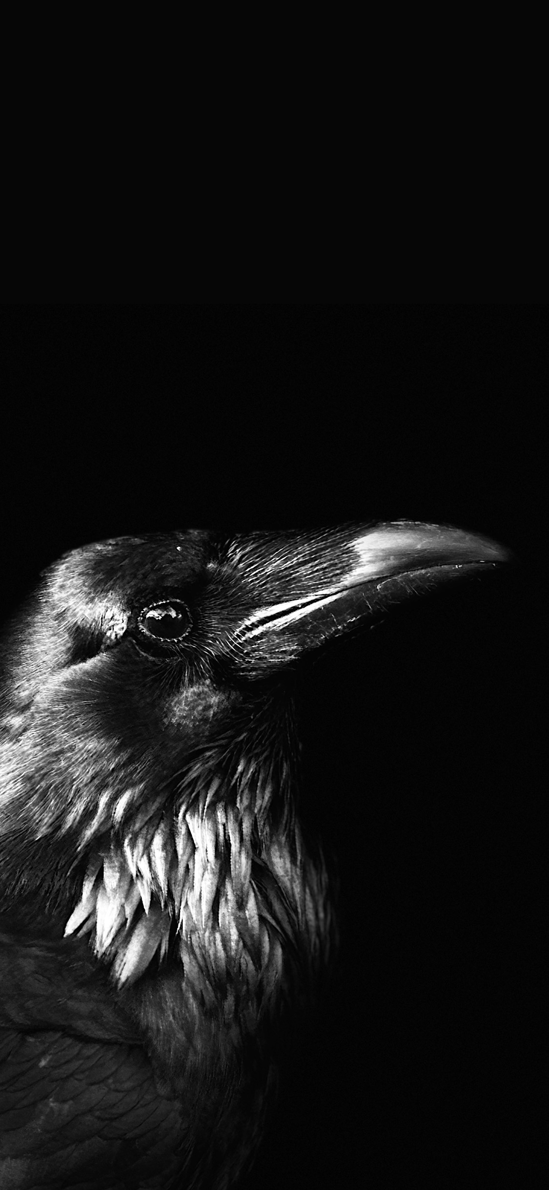 Feather & Shadow by Suzanne Ramsey