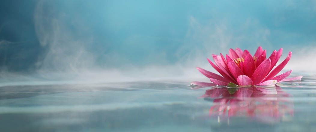 Sacred Water Lotus Flower