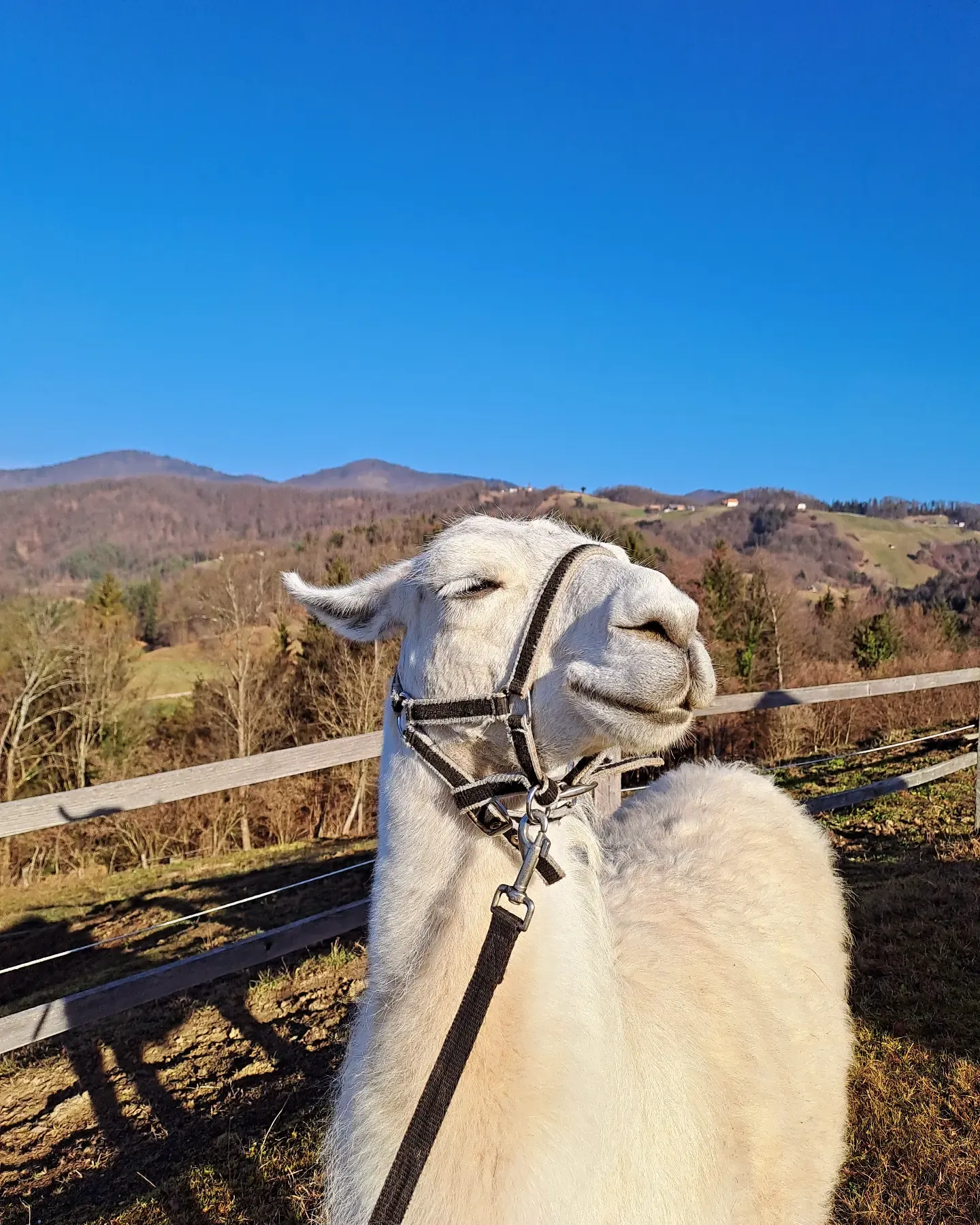Bela lama na pašniku Ranča pri Geti