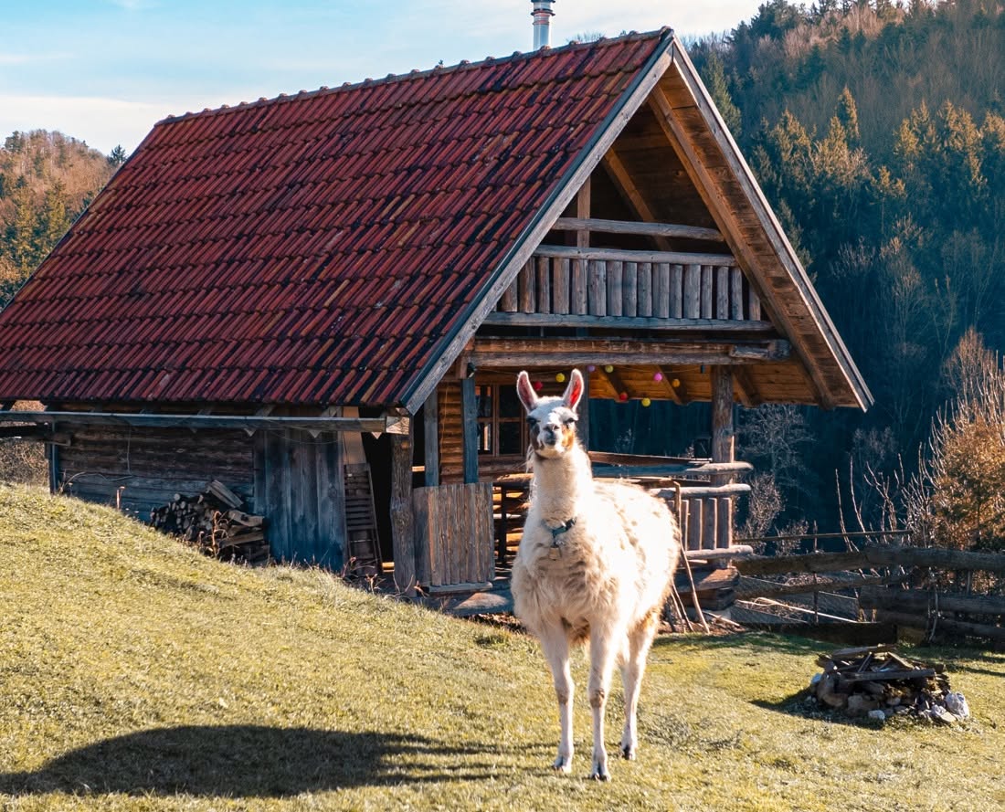 Lama pred leseno kočo na Ranču pri Geti