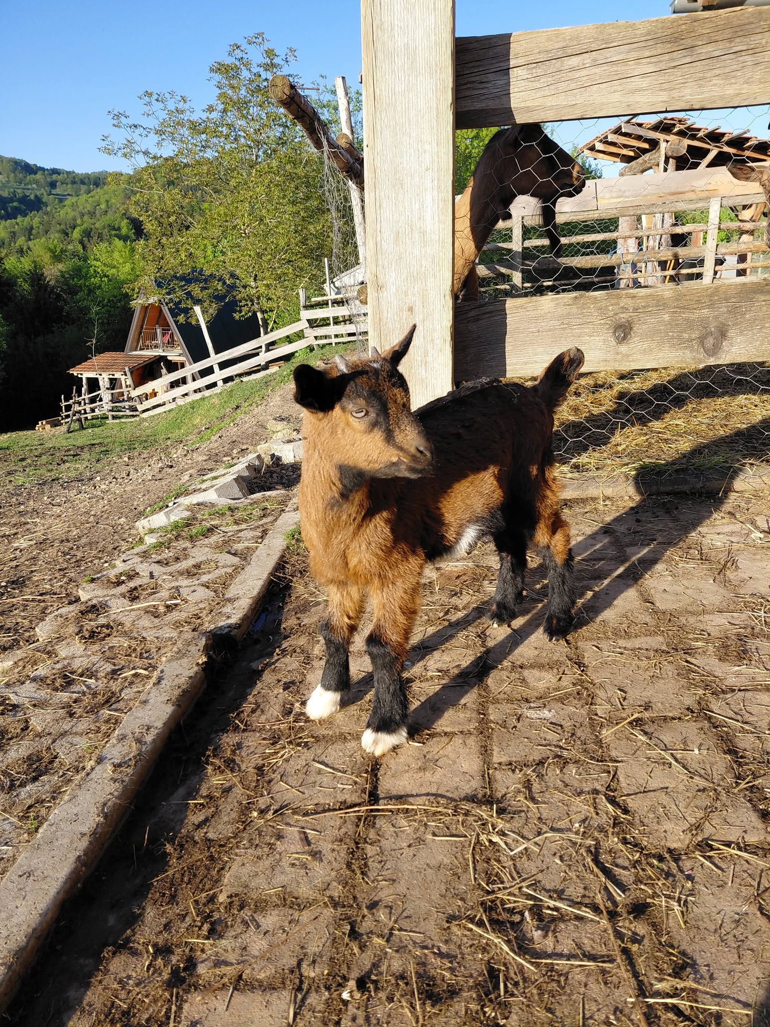 Mladi kozliček na dvorišču ranča