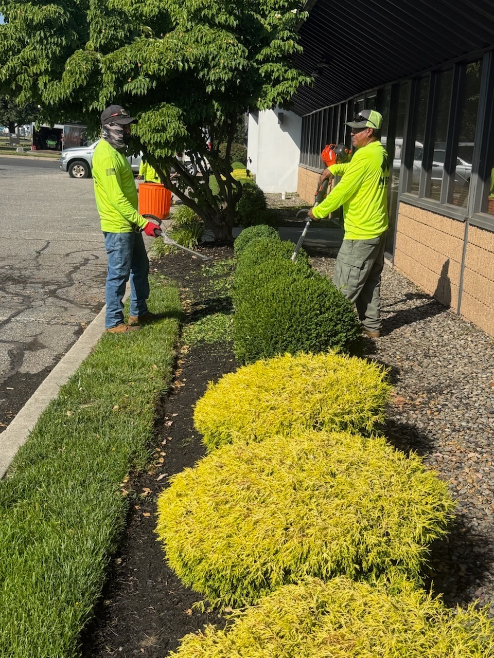 Professional hedge trimming and shrub sculpting crew in Newton PA