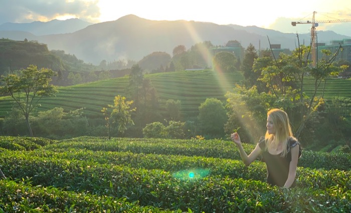Plantaciones de té y campos verdes de Camellia sinensis con Victoria Bisogno