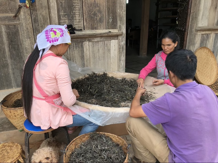 Clasificación y selección manual de hebras de té puerh en una fábrica tradicional de Yunnan