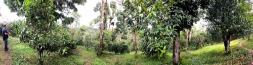 Panorámica de los antiguos árboles de té en los bosques de las montañas de Yunnan