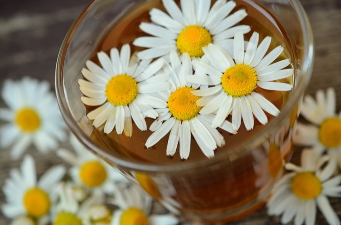 Infusión con flores frescas de manzanilla