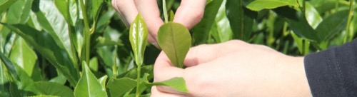 Cosecha manual de brotes tiernos de Camellia sinensis en plantación