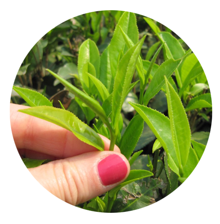 Brote tierno de dos hojas y una yema de la planta de té Camellia sinensis en India