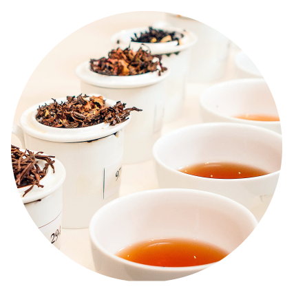 Tazas de cata alineadas con hebras infusionadas y licores de té de distintos colores