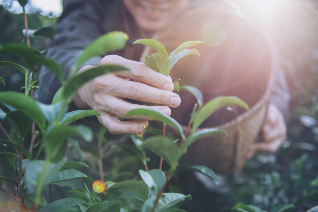 Cosecha del té verde
