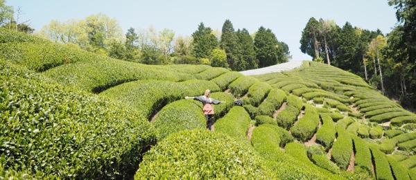 Té Japonés: beneficios y propiedades del Té Japonés