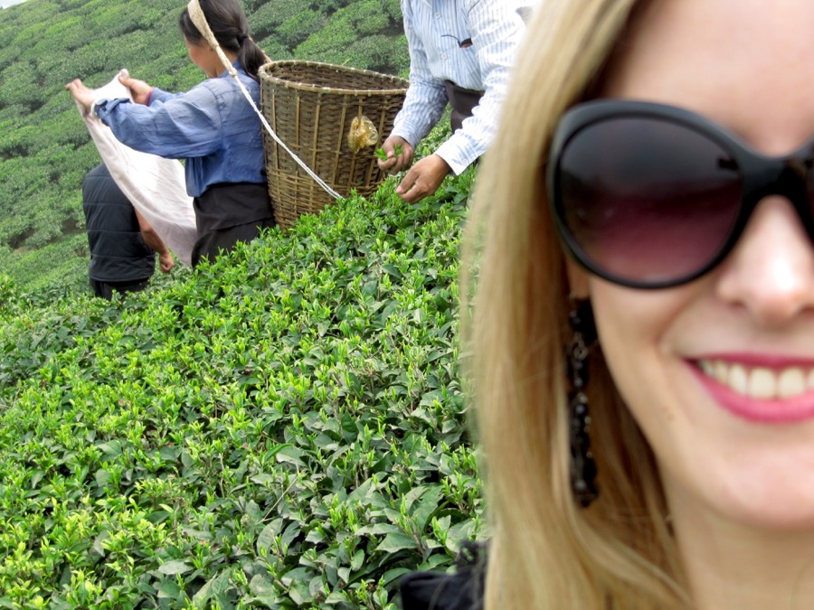 Victoria Bisogno en la plantación durante la cosecha de té pre-QingMing en China