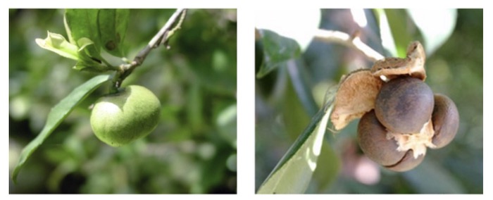 Fruto verde y fruto maduro abierto con semillas de Camellia sinensis