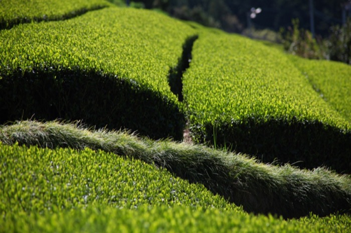 Plantación de té fukamushi cha con chagusaba
