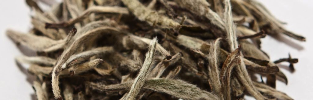 Brotes tiernos de té blanco cubiertos de tricomas o pekoe plateado