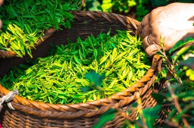 Cosecha manual de brotes de té para la elaboración de té amarillo Huáng Chá
