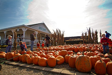 Patterson Fruit Farm