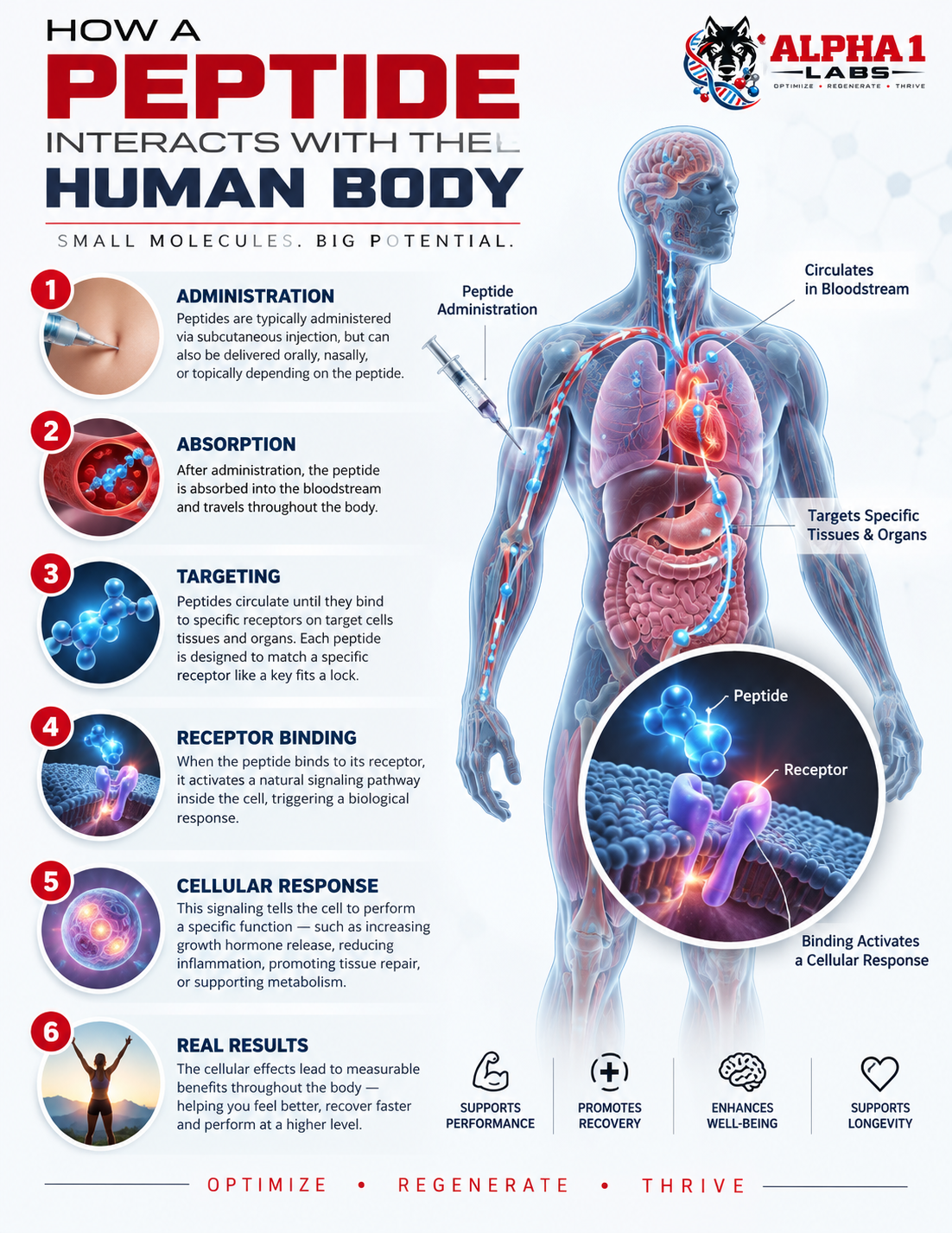 How a Peptide Interacts with the Human Body: Small Molecules, Big Potential