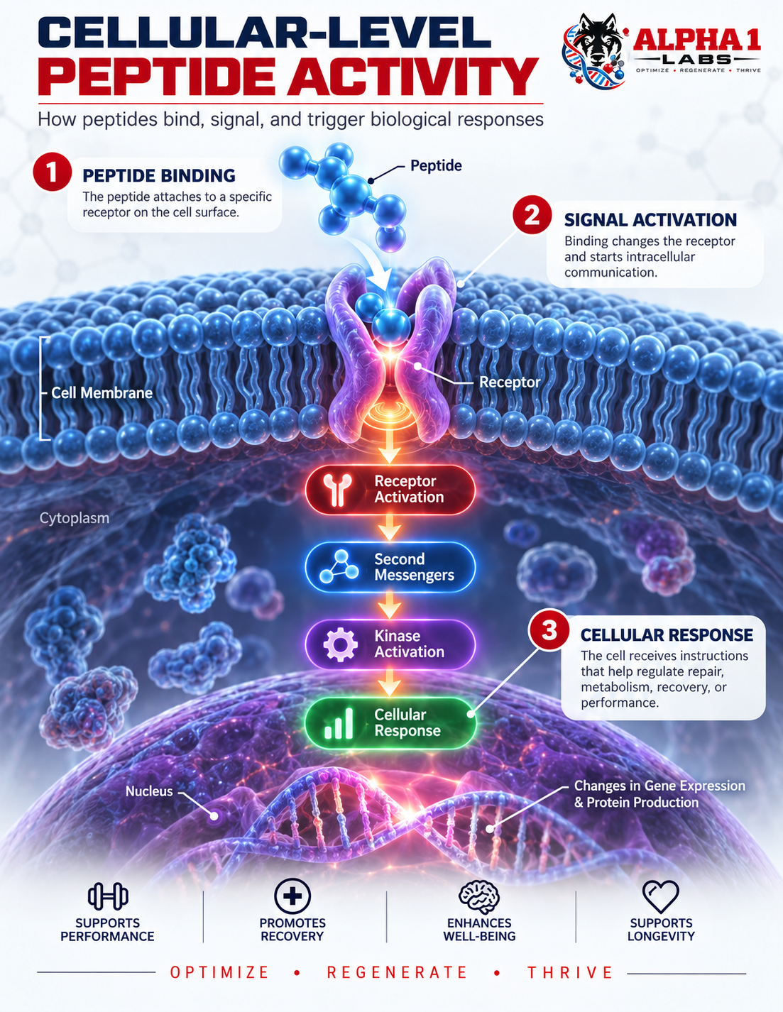 Cellular-Level Peptide Activity: How peptides bind, signal, and trigger biological responses
