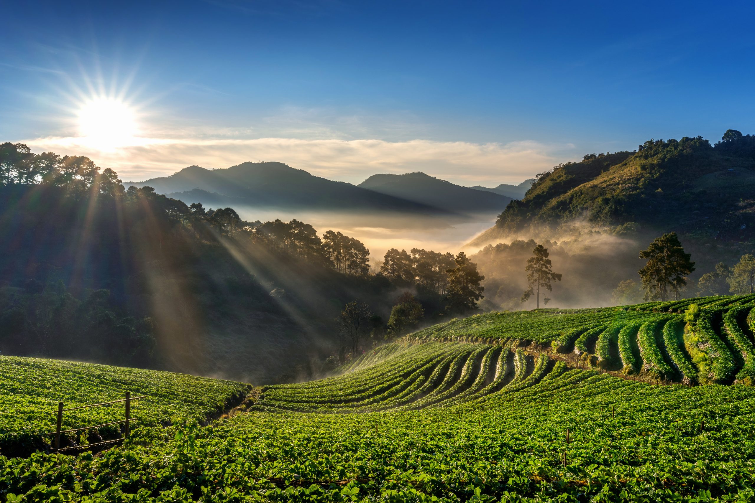 Scenic Strawberry Gardens & Hill Retreats