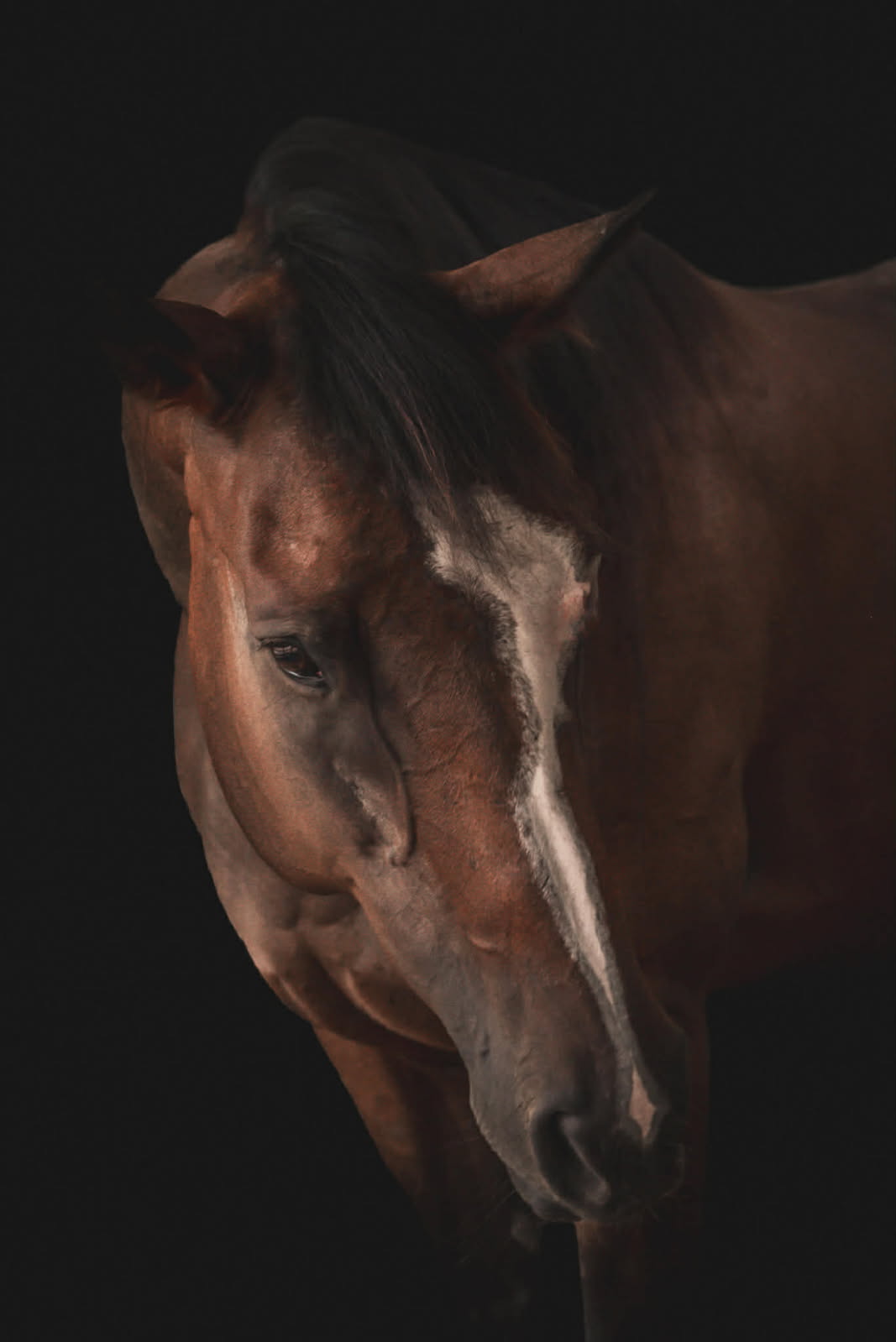 Baby Du, a bay with blaze quarter horse