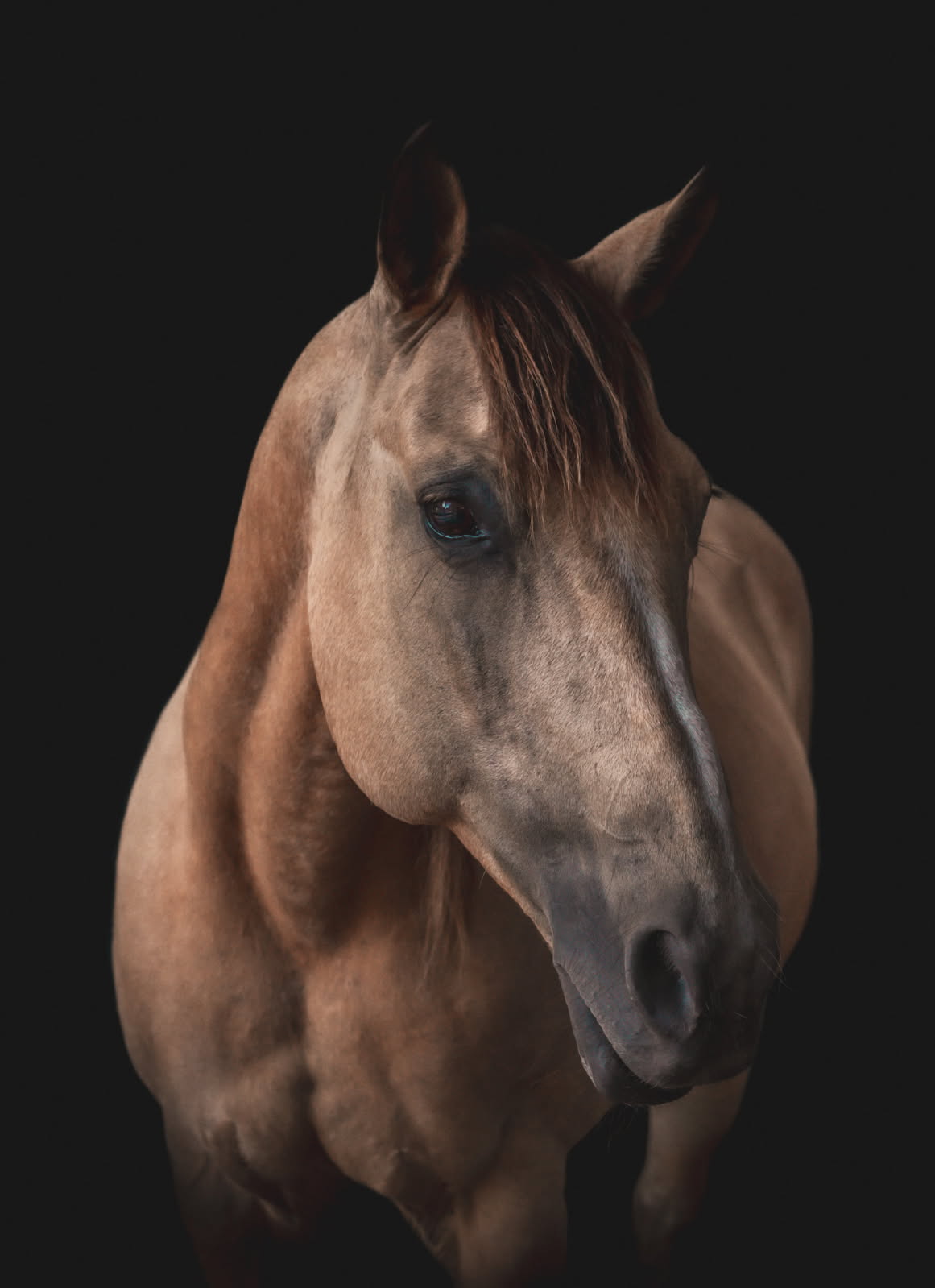 Ren, a dun / buckskin quarter horse