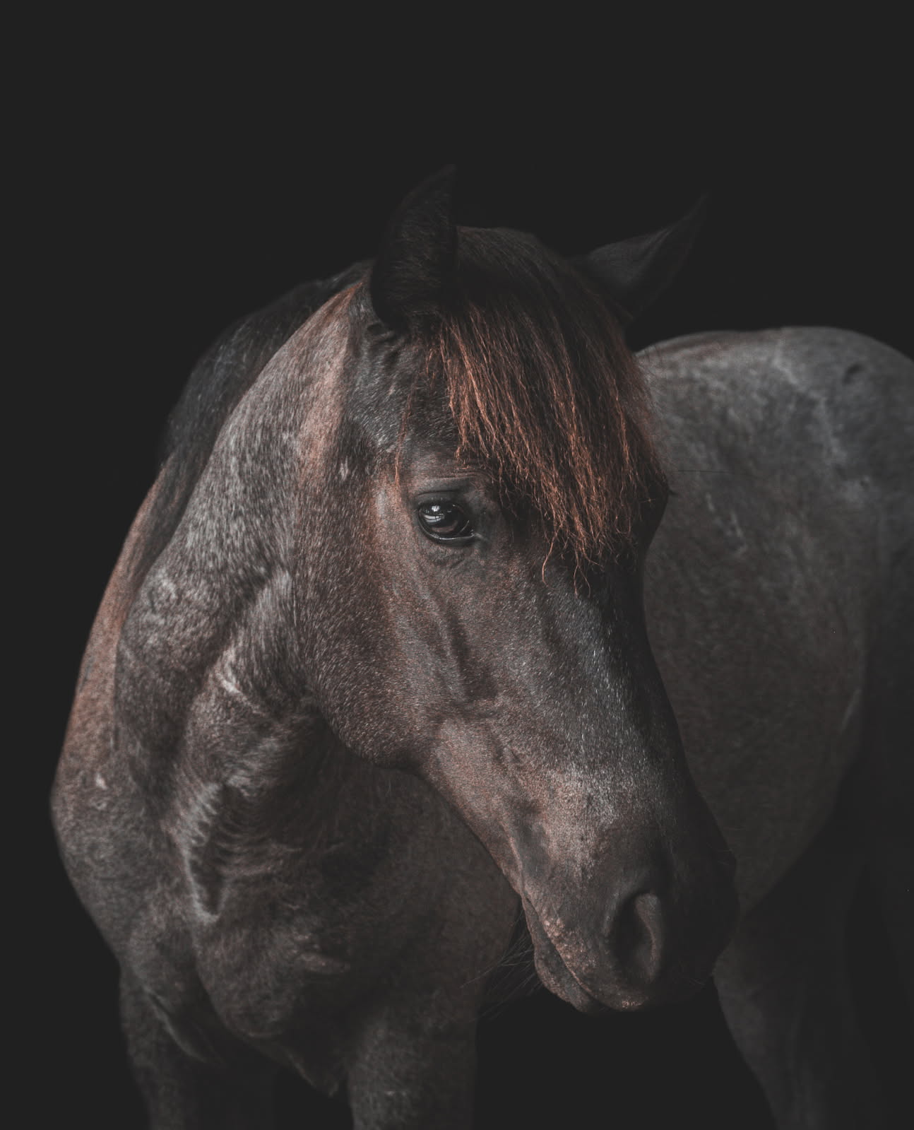 Ice, a red roan roan