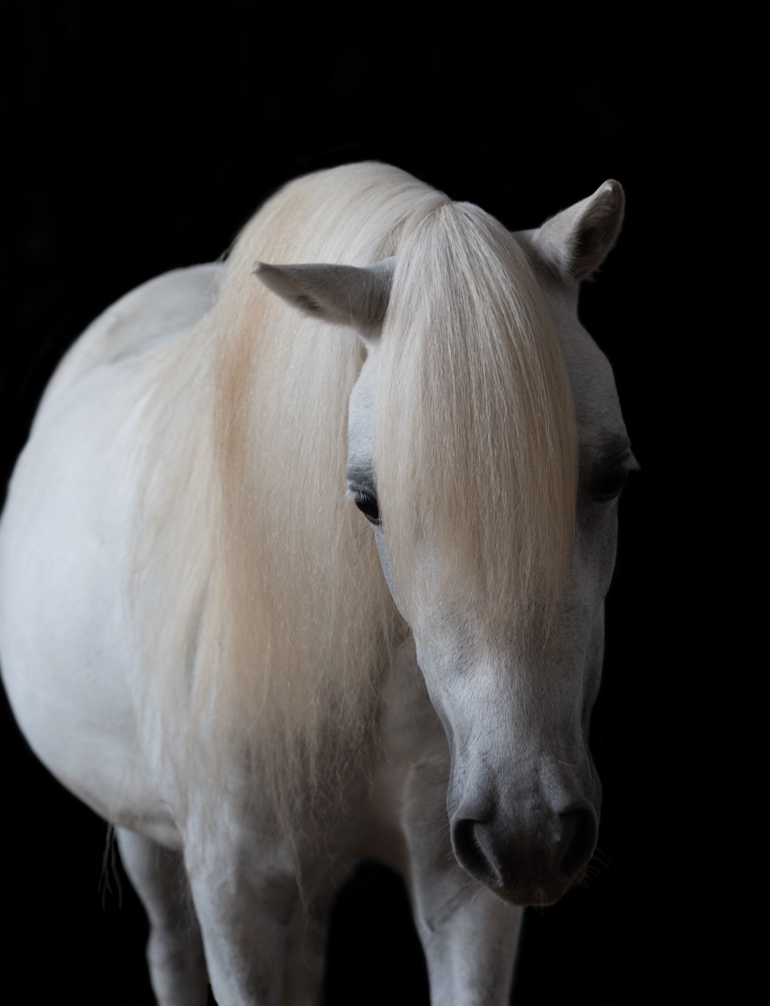 Briddie, a white grey arabian