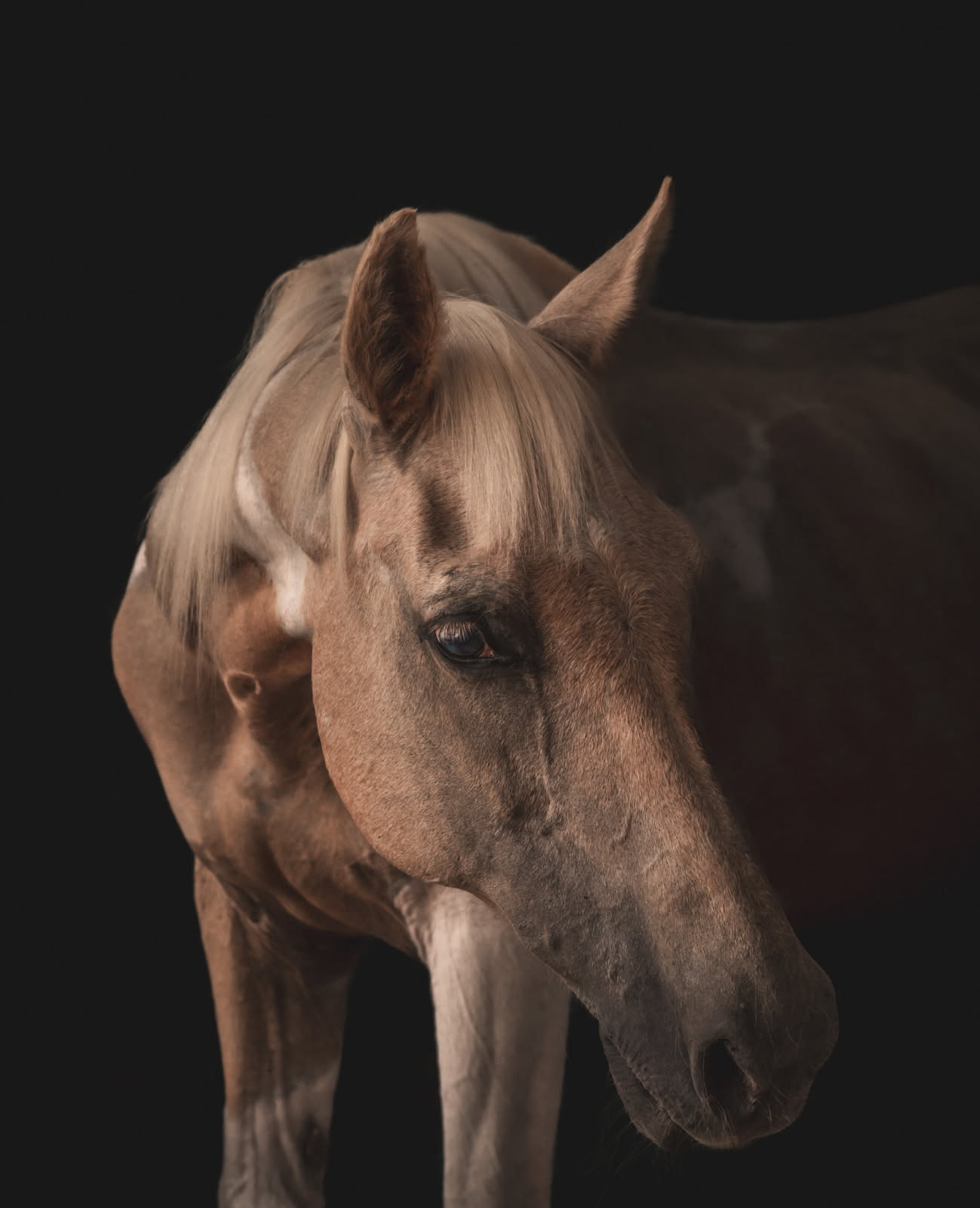 Daisy Mae, a palomino paint paint / quarter horse