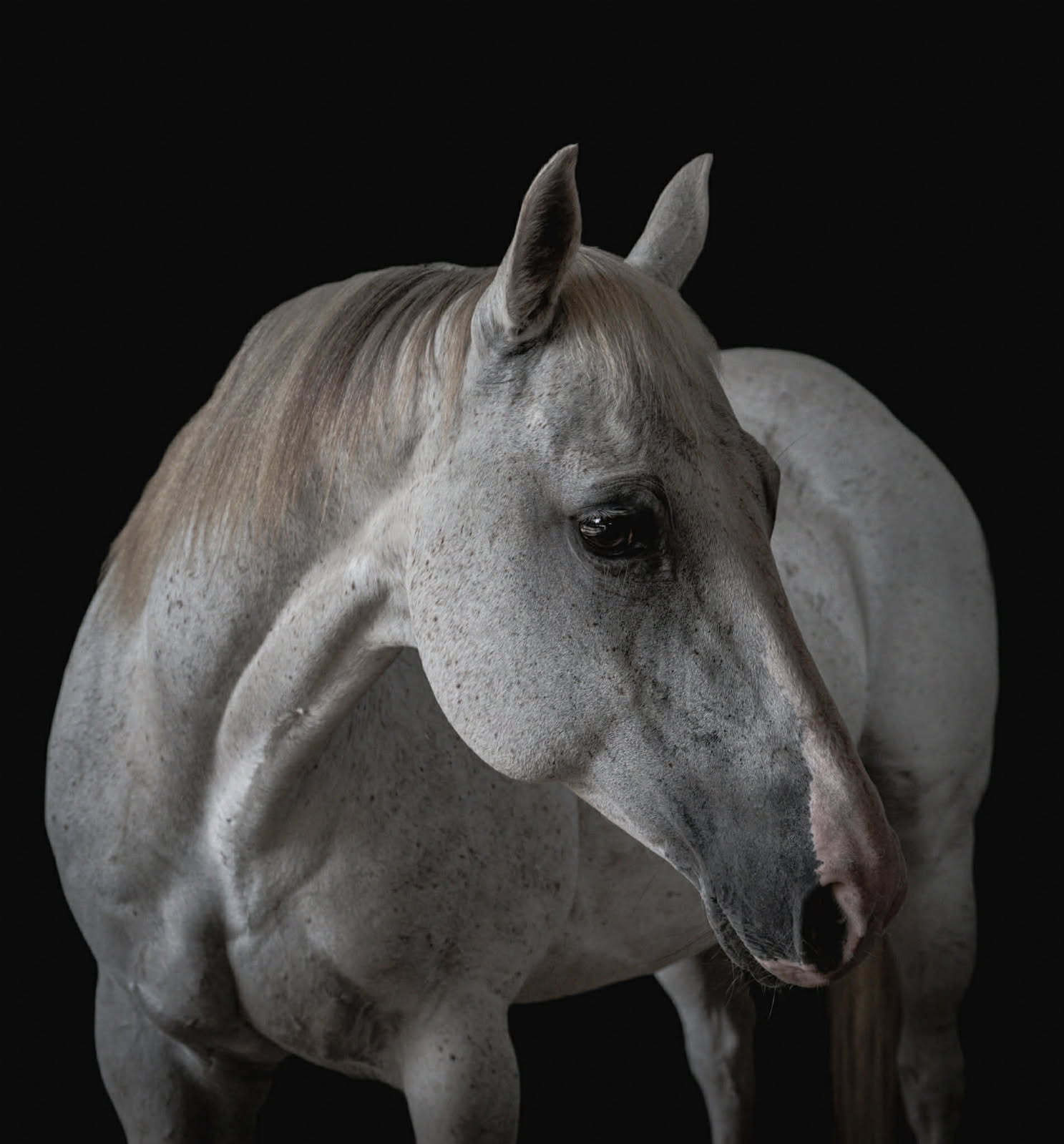 Pearl, a grey / flea-bitten grey quarter horse cross