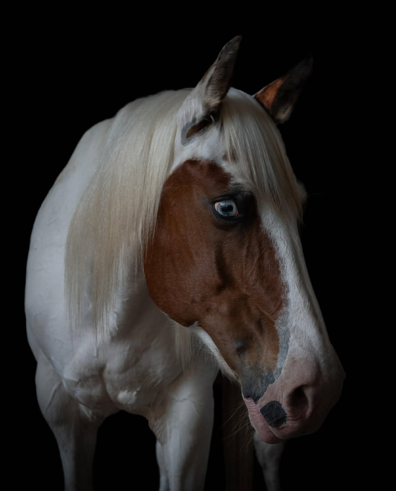 Flash, a sorrel & white paint (blue eyes) paint horse