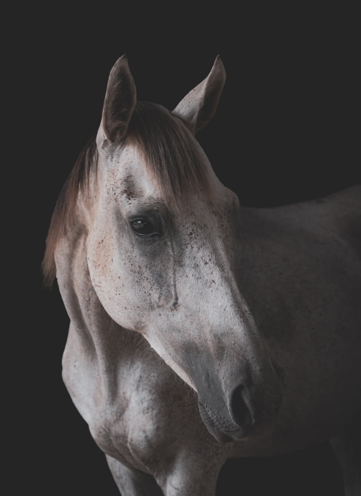 Sugar, a flea-bitten grey quarter horse cross
