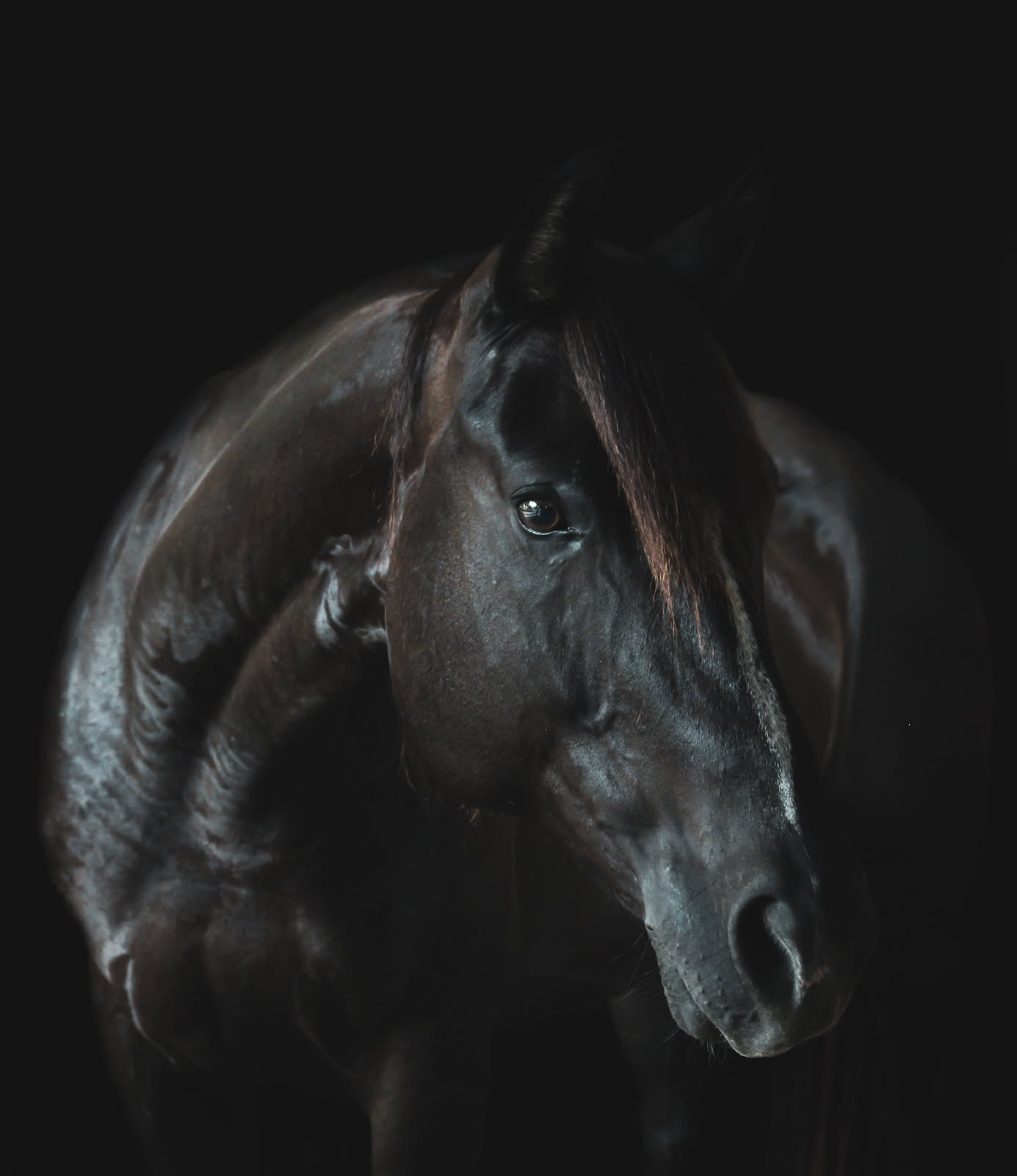 Scout, a black / dark bay quarter horse