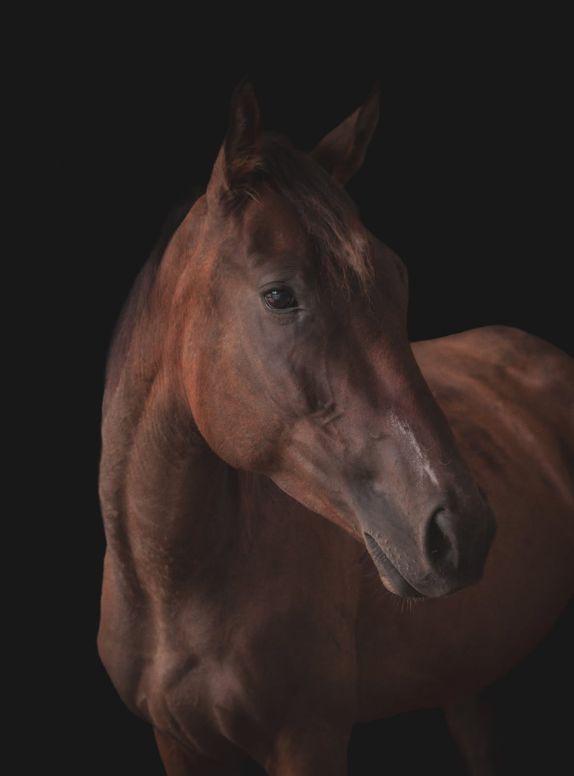 Blast, a chestnut / sorrel quarter horse