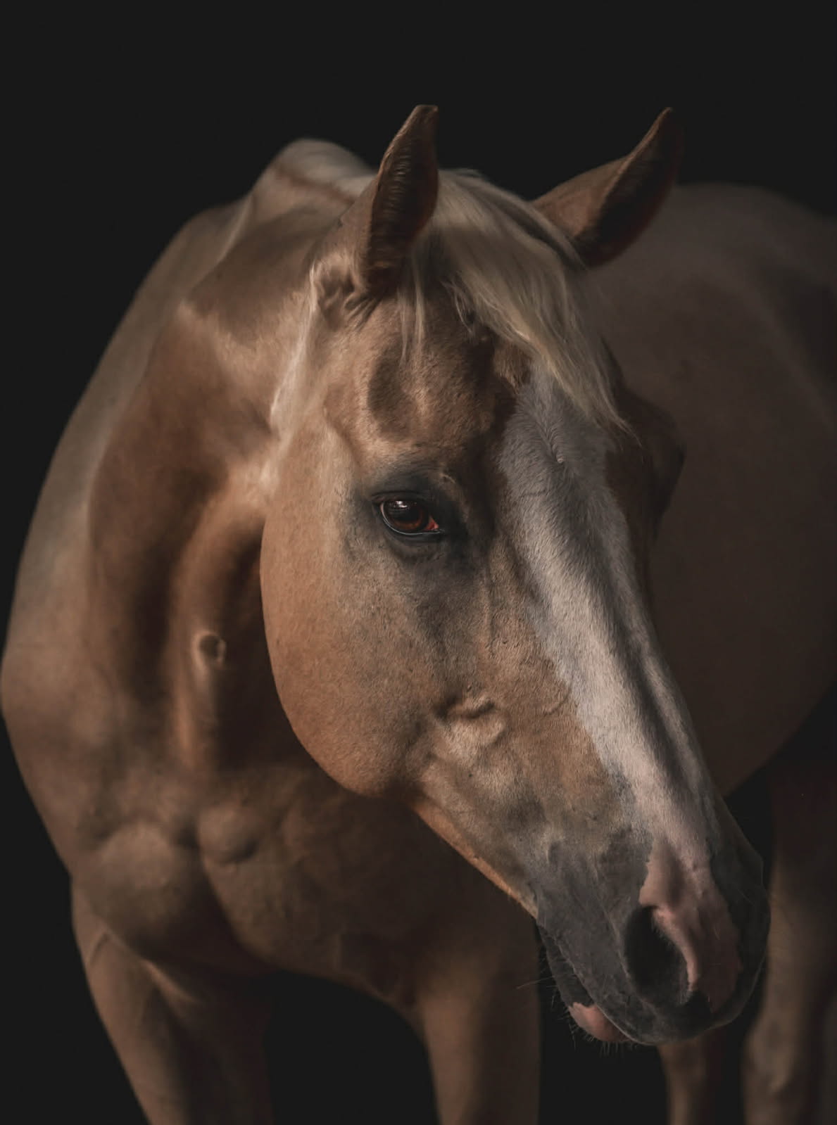 Raine, a palomino / dun with blaze quarter horse
