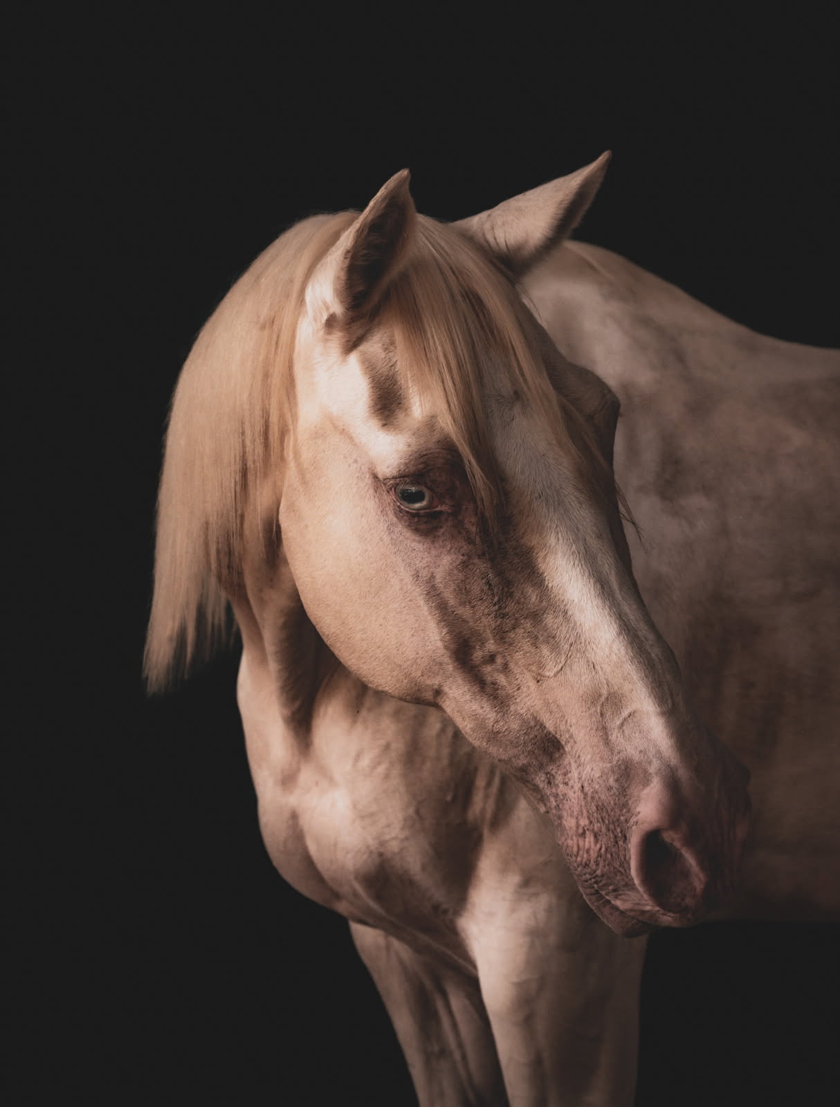 Skeeter, a champagne / cremello quarter horse