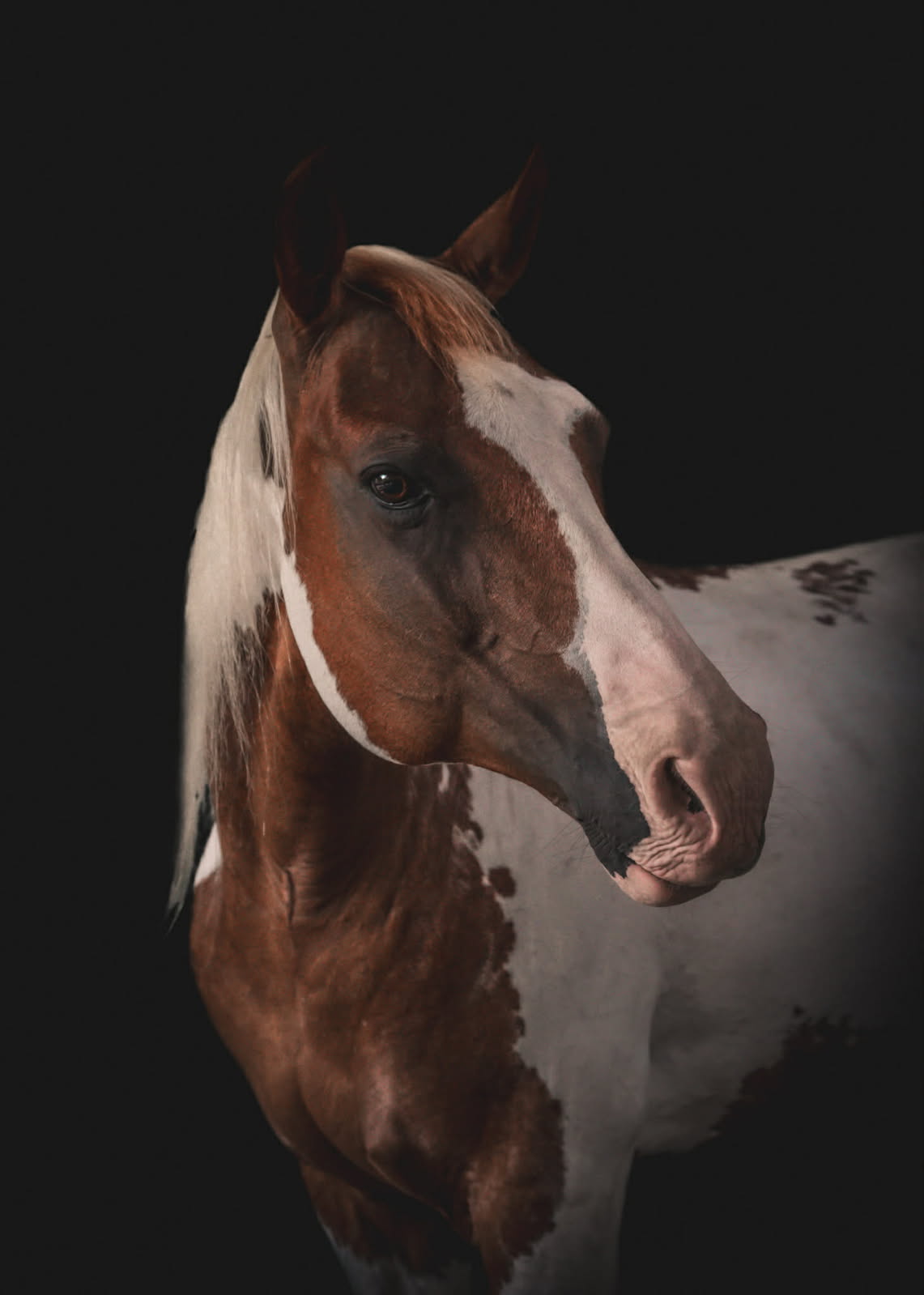 Bella, a sorrel paint paint horse