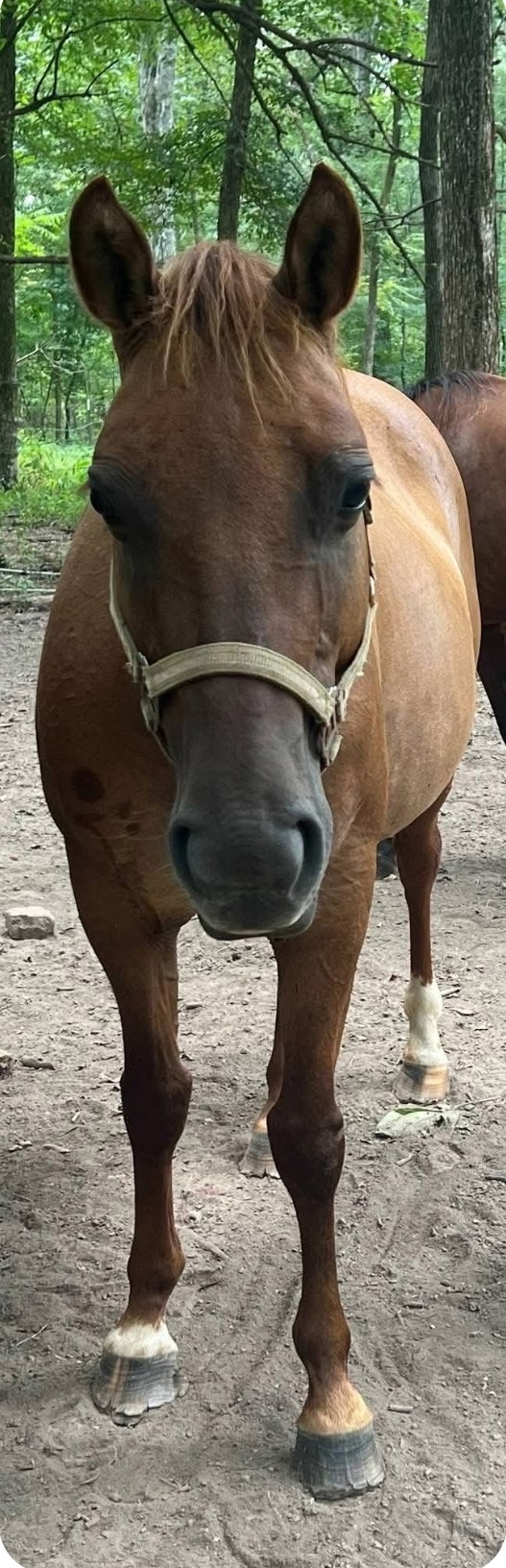 Dun mare for sale - photo 1
