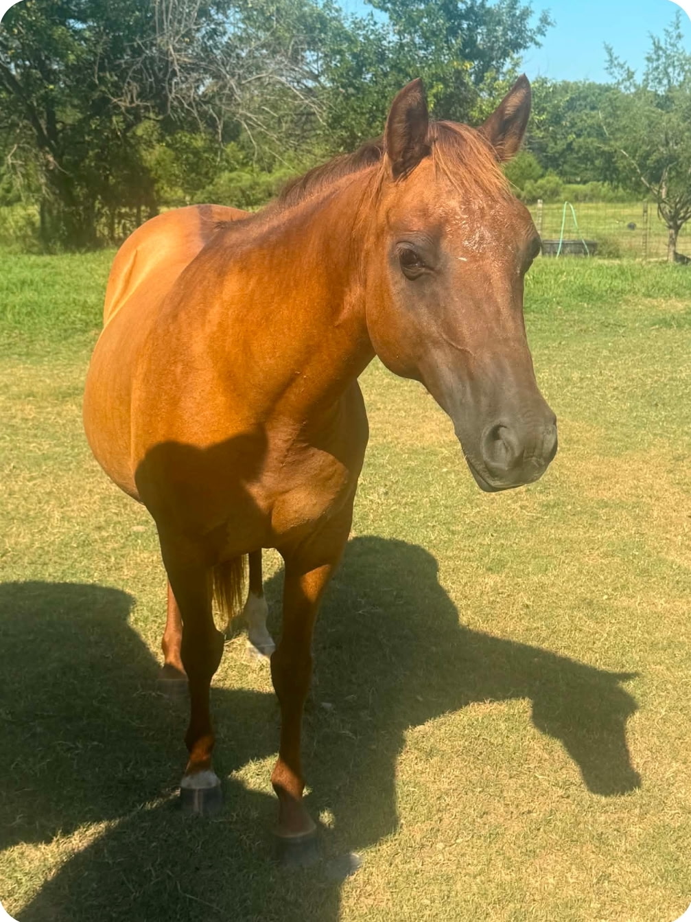 Buckskin mare standing in sunny pasture - photo 1