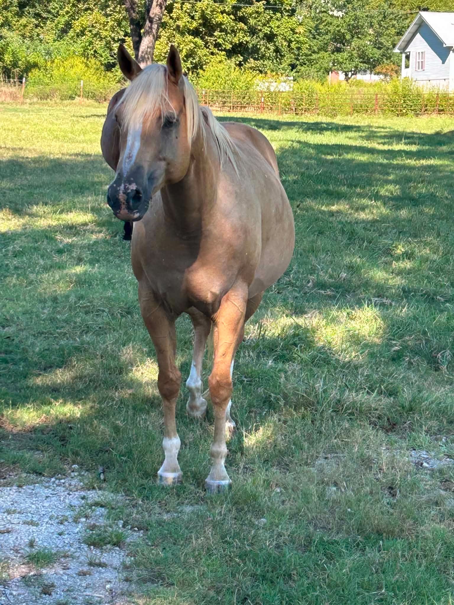 Palomino mare weanling filly - photo 1