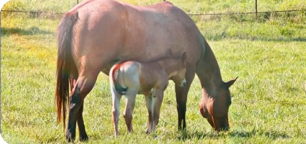 Bay Roan Colt weanling - photo 1
