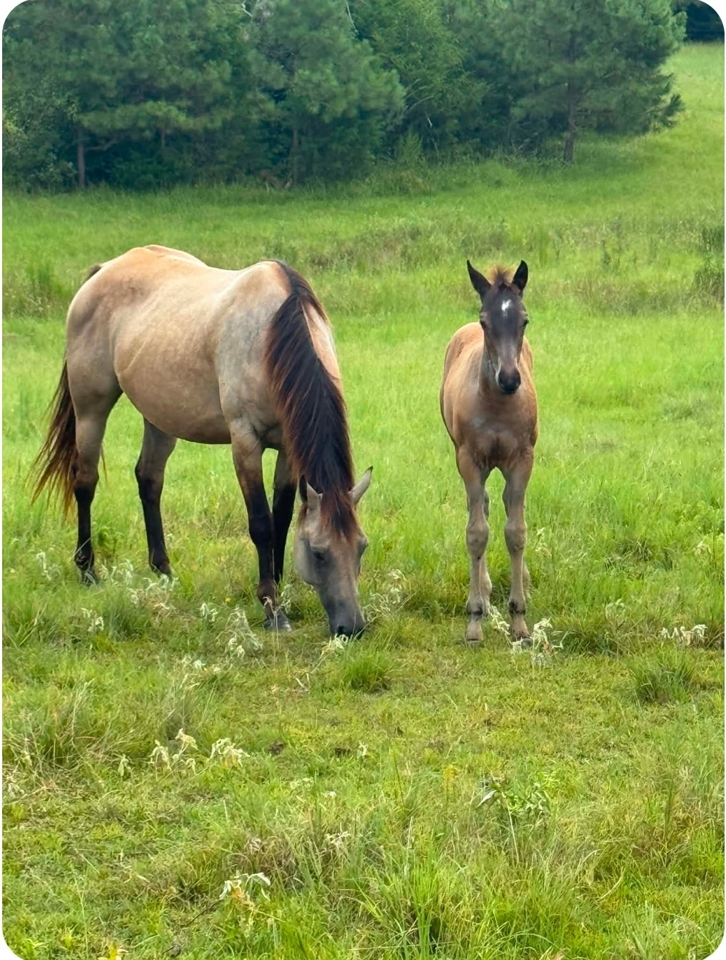 Buckskin colt - photo 1