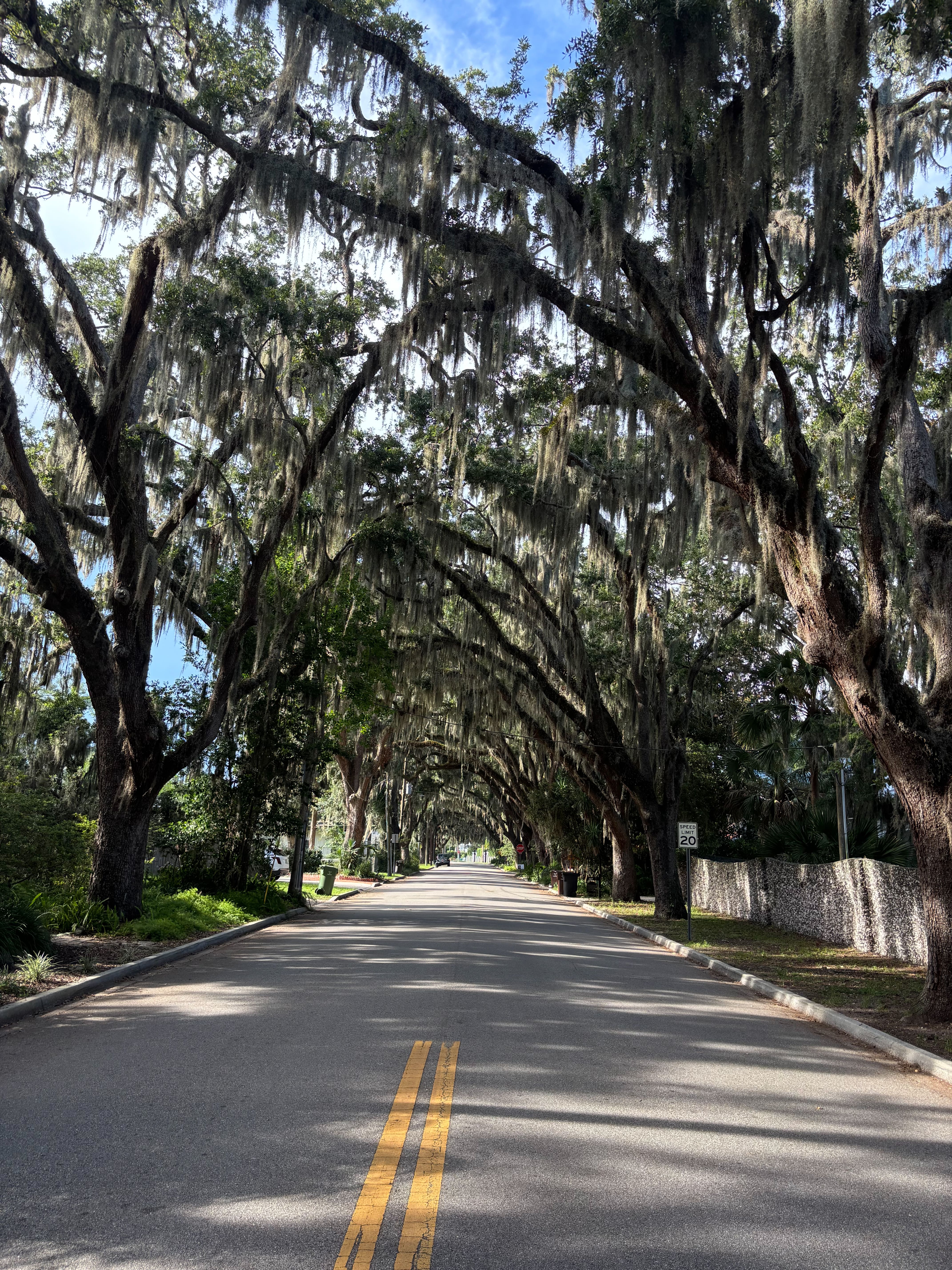 Magnolia Avenue iconic arched live oak tree canopy with hanging Spanish moss